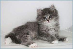 Female Siberian Kitten from Deedlebug Siberians